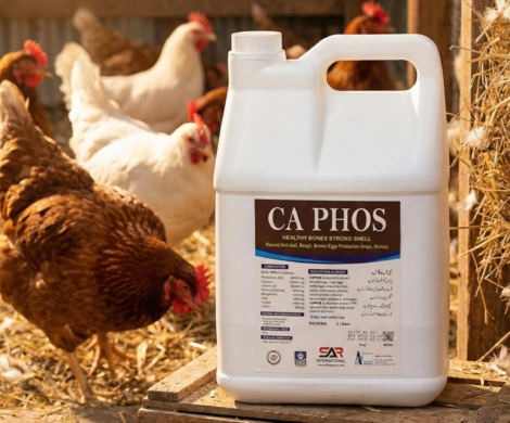 CA Phos